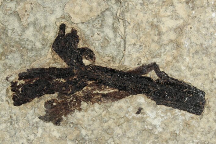 Fossil Monocot Flower - Green River Formation, Wyoming #245065